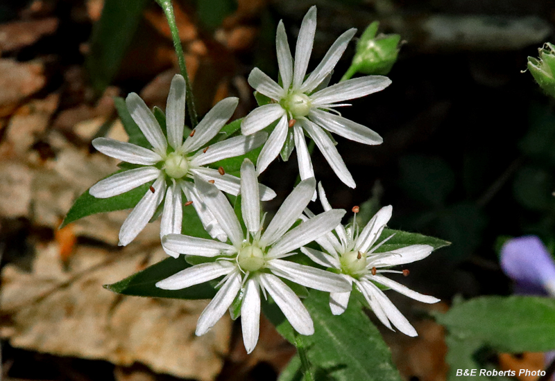 Chickweed