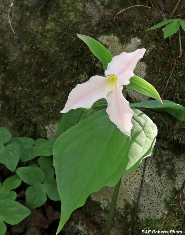 Trillium_grandiflorum