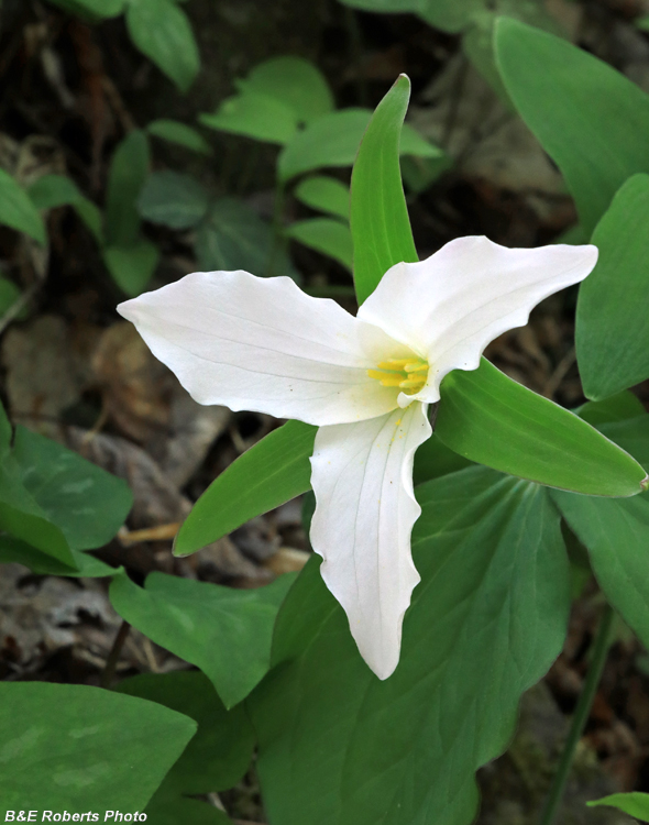 Trillium_grandiflorum