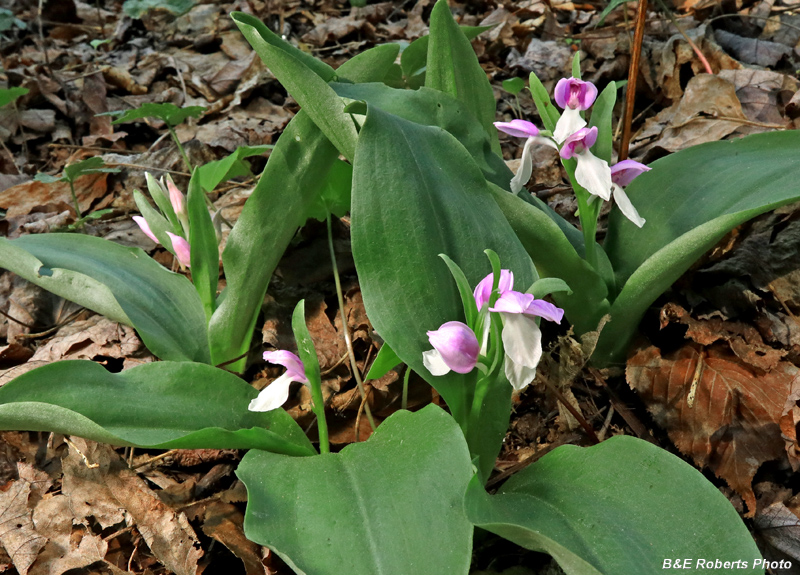 Showy_Orchis