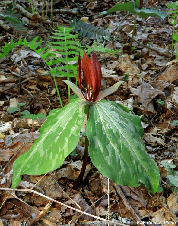 Trillium_cuneatum