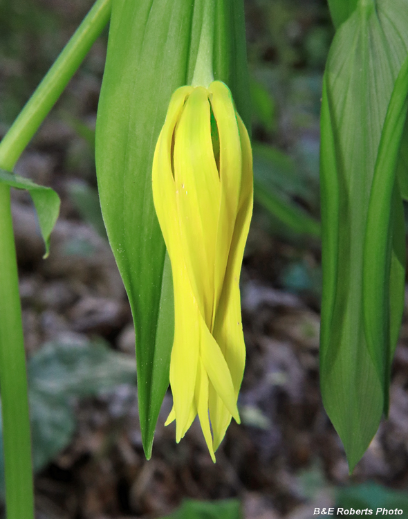 Bellwort