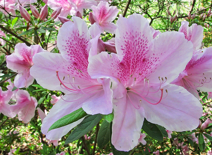 Azaleas