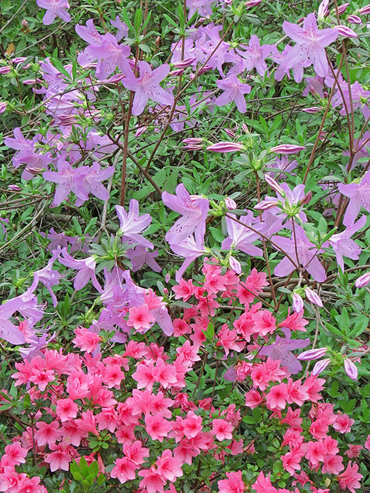 Azaleas