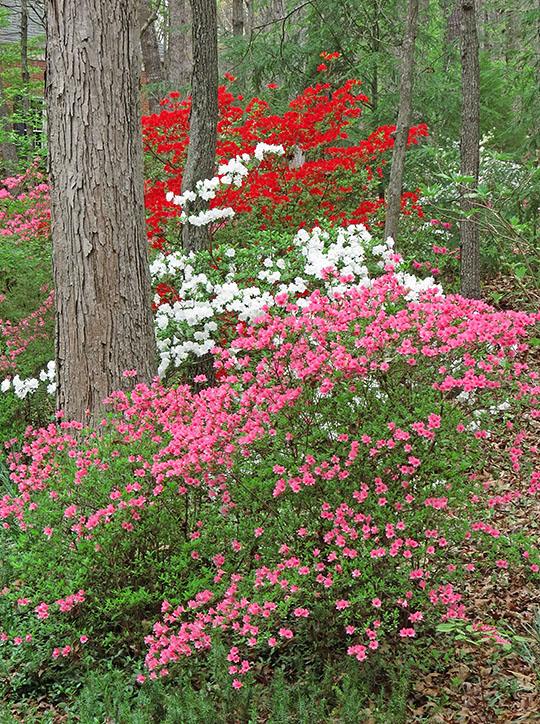 Azaleas