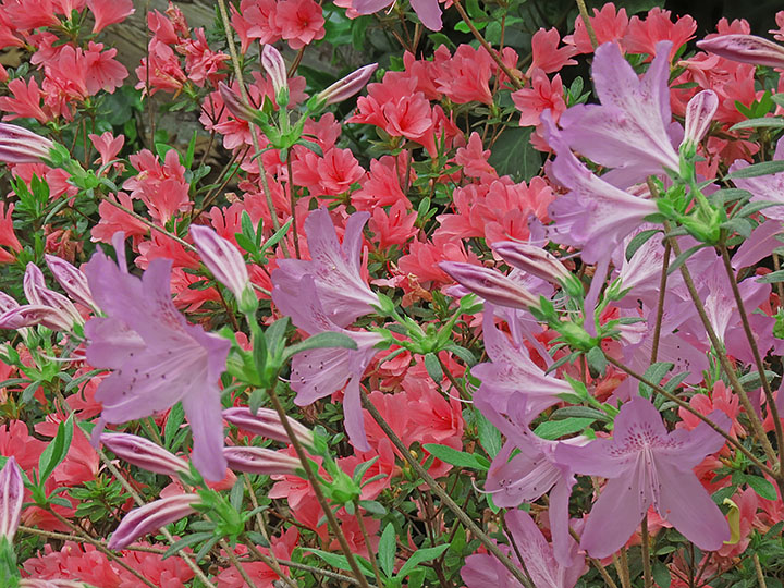 Azaleas