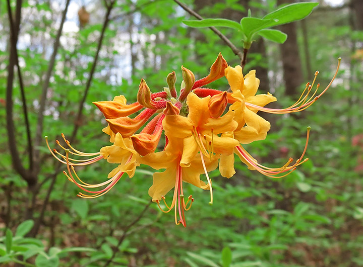 Azaleas