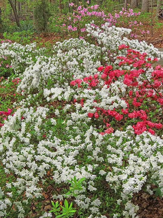 Azaleas