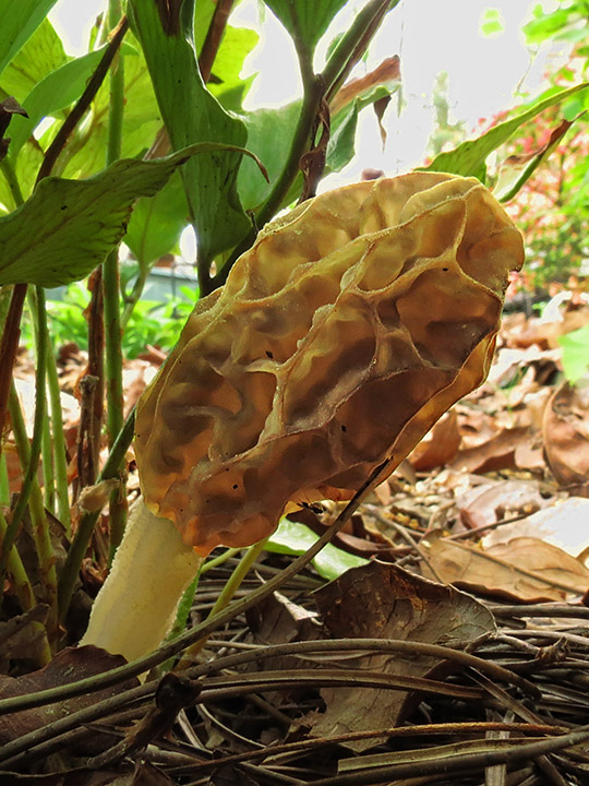 Morel