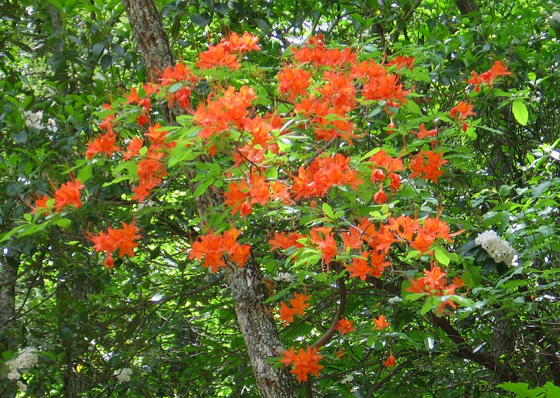 flame_azaleas