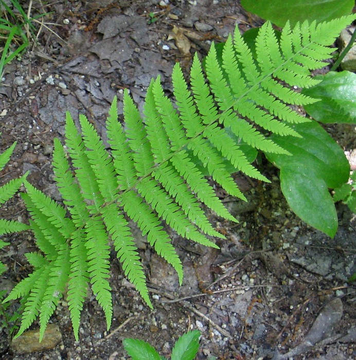 Fern