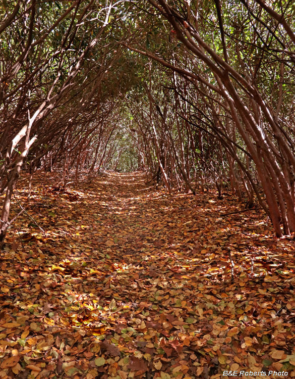 Rhododendron_tunnel