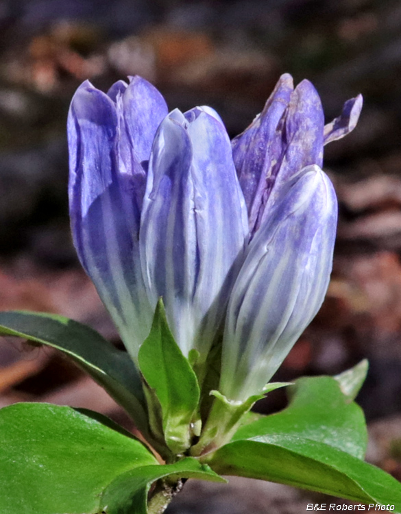 Gentian