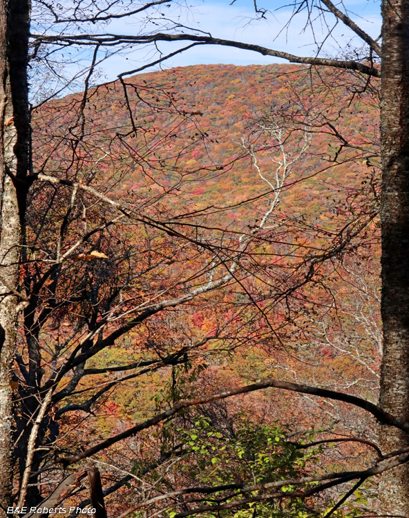 AT_foliage