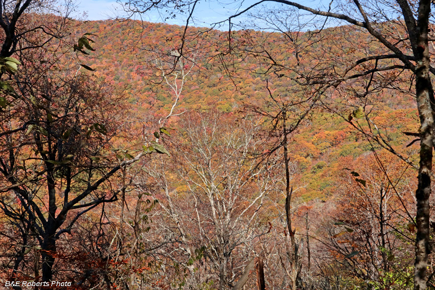 AT_foliage