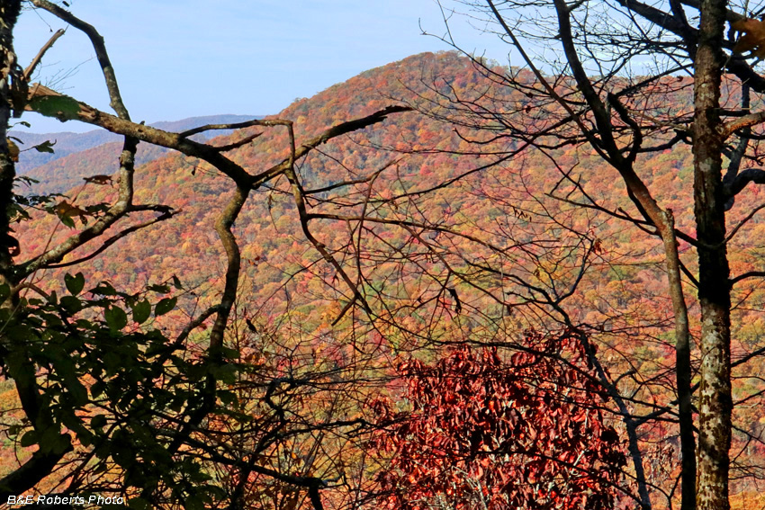 AT_foliage