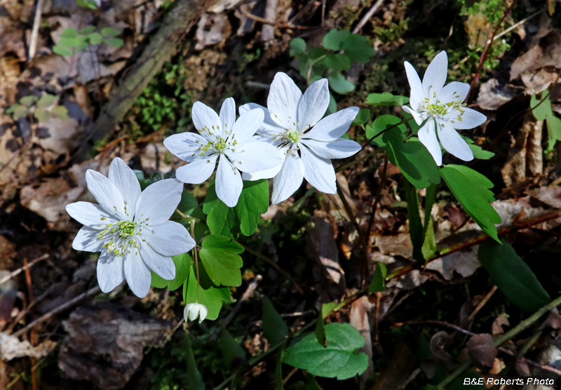 Rue_Anemone