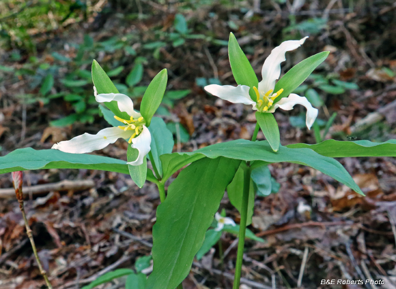 Trillium_persistens