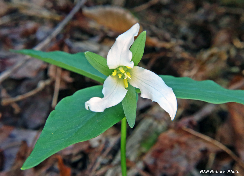 Trillium_persistens