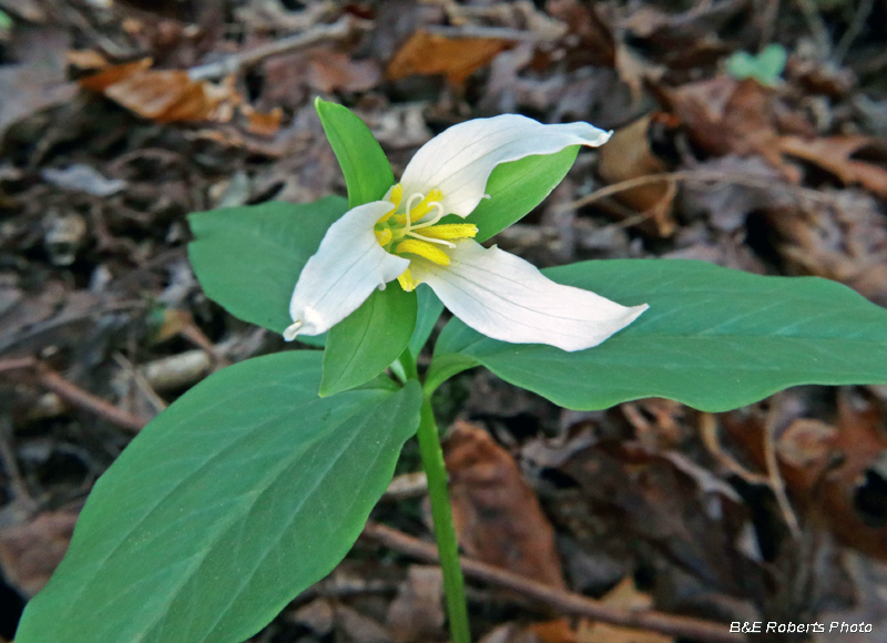 Trillium_persistens