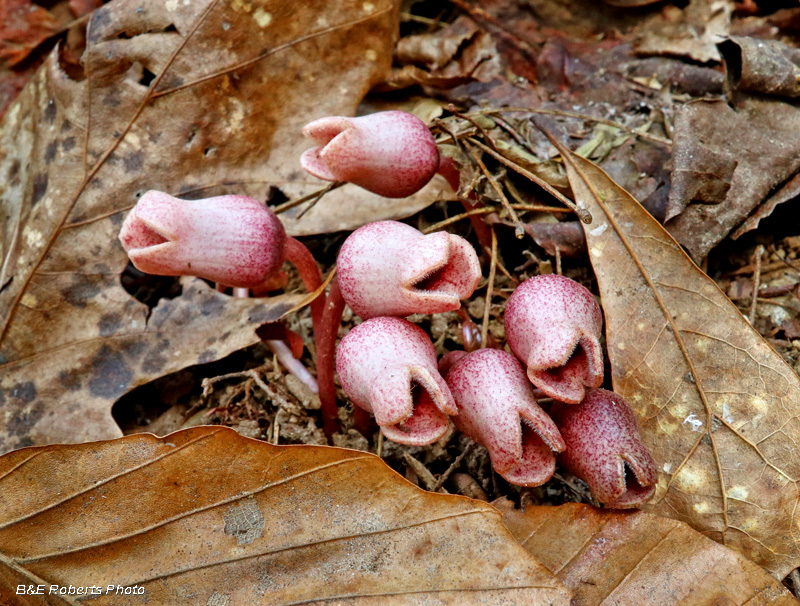 Hexastylis_Arifolia