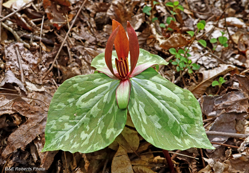 Trillium_cuneatum