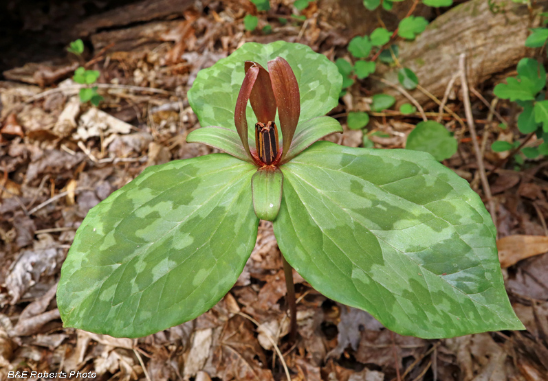 Trillium_cuneatum