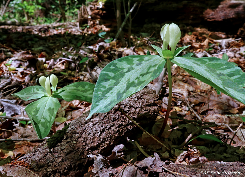 Trillium_discolor