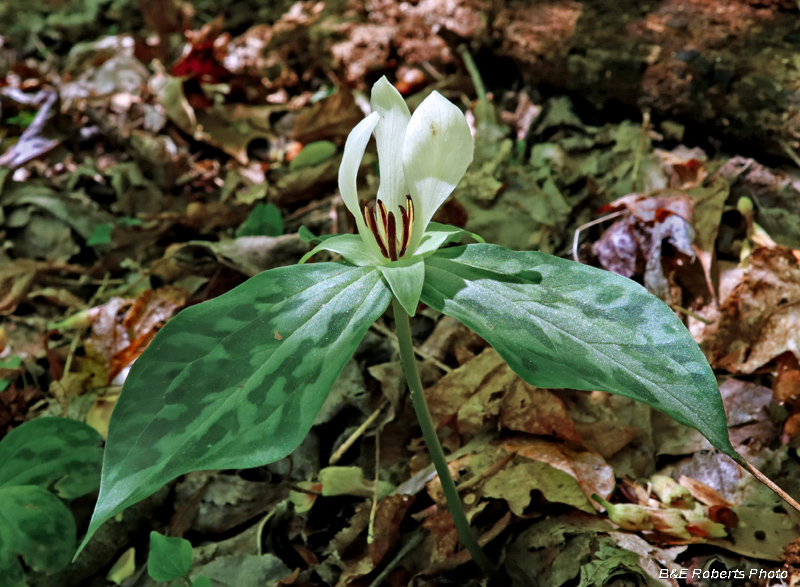 Trillium_discolor