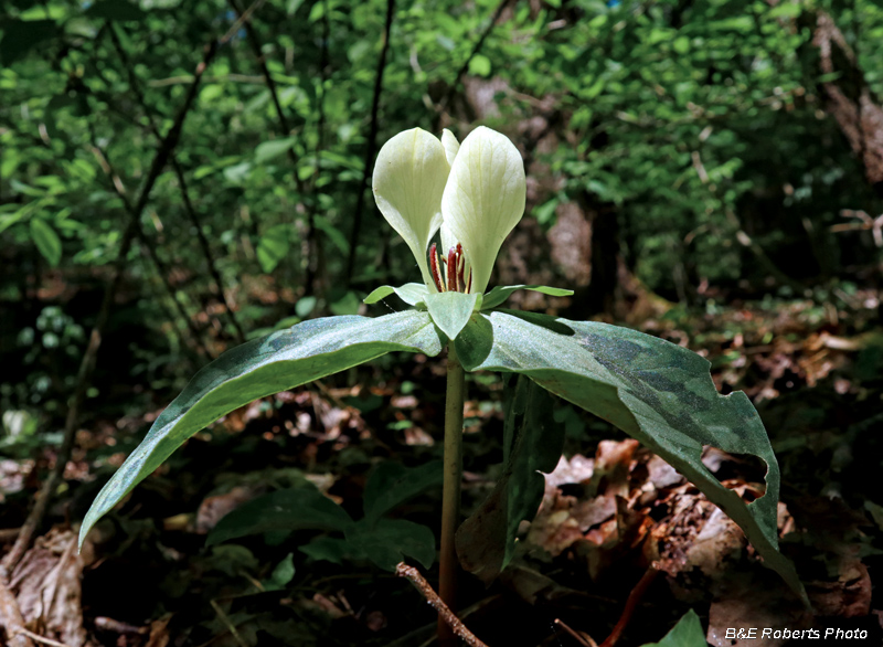 Trillium_discolor