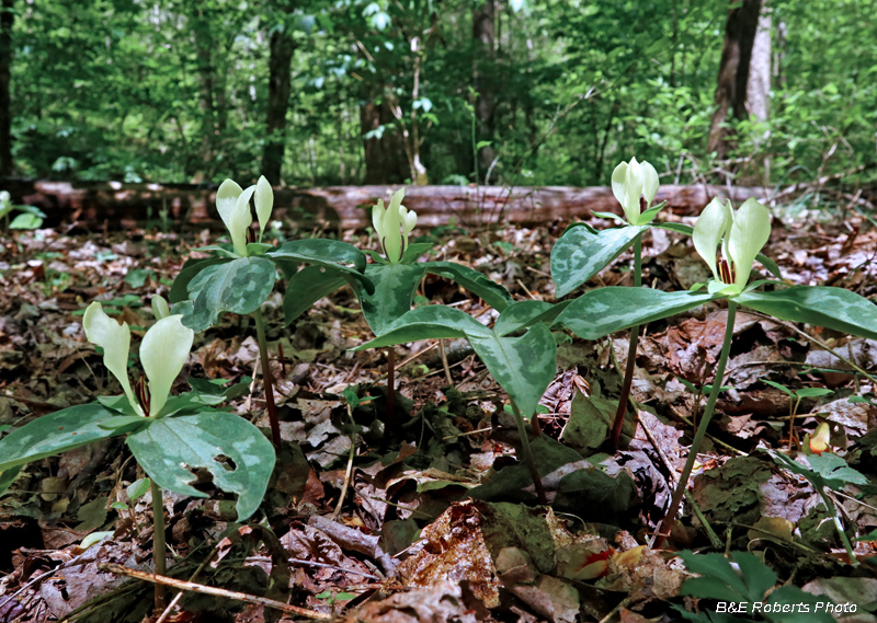 Trillium_discolor