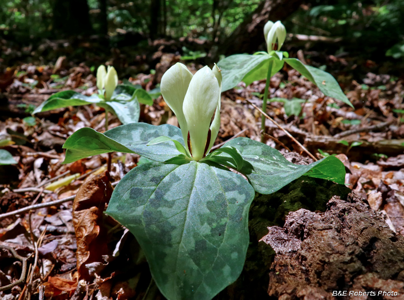 Trillium_discolor