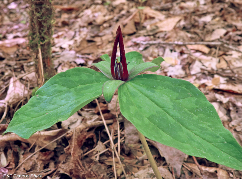 Trillium_freemanii_cuneatum