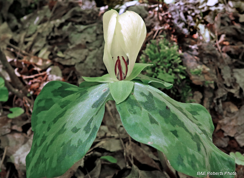 Trillium_discolor