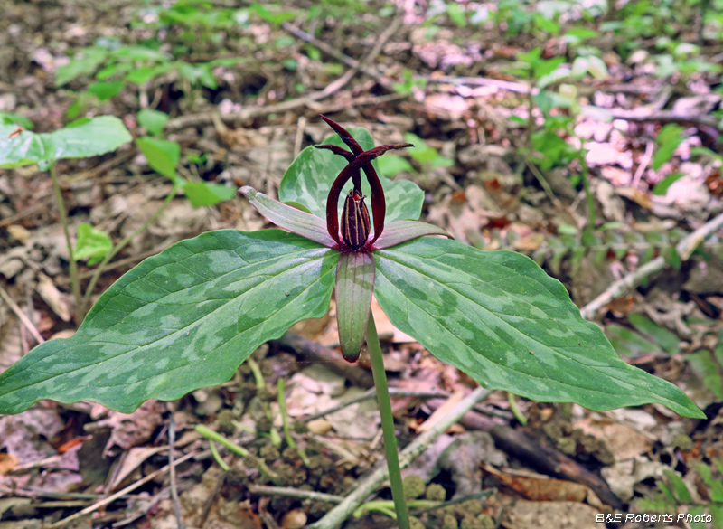 Trillium_freemanii_cuneatum