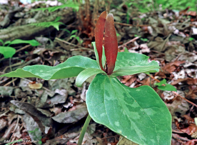 Trillium_freemanii_cuneatum