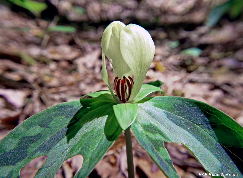 Trillium_discolor