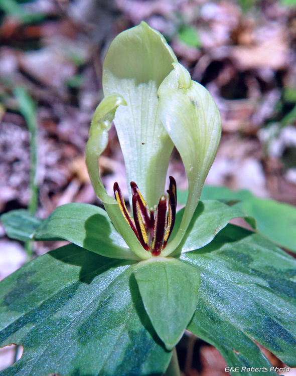 Trillium_discolor