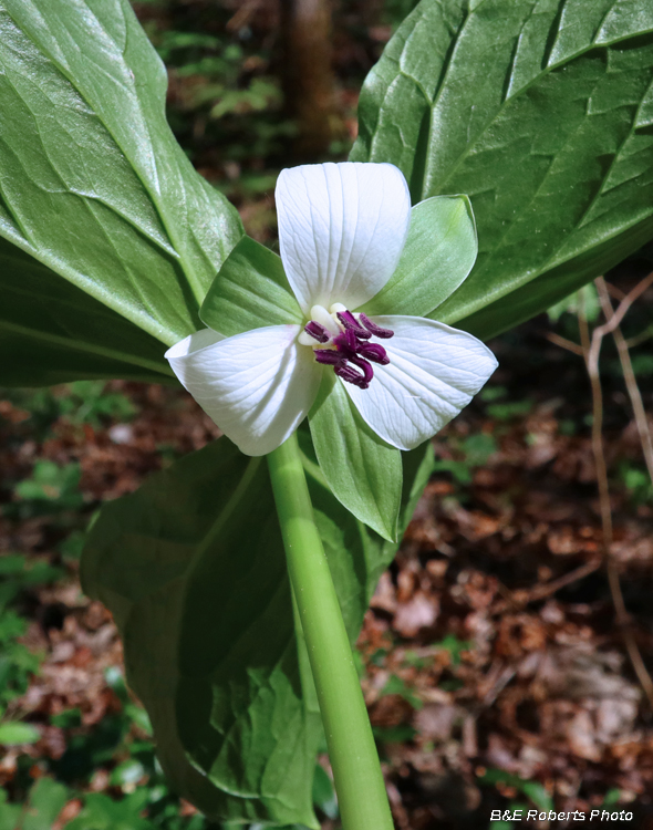 Trillium_rugelii