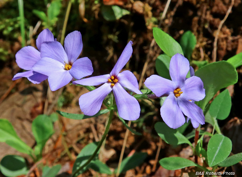 Blue_Phlox