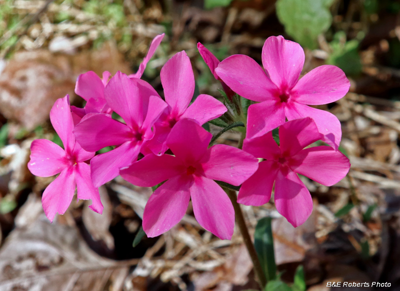 Pink_Phlox