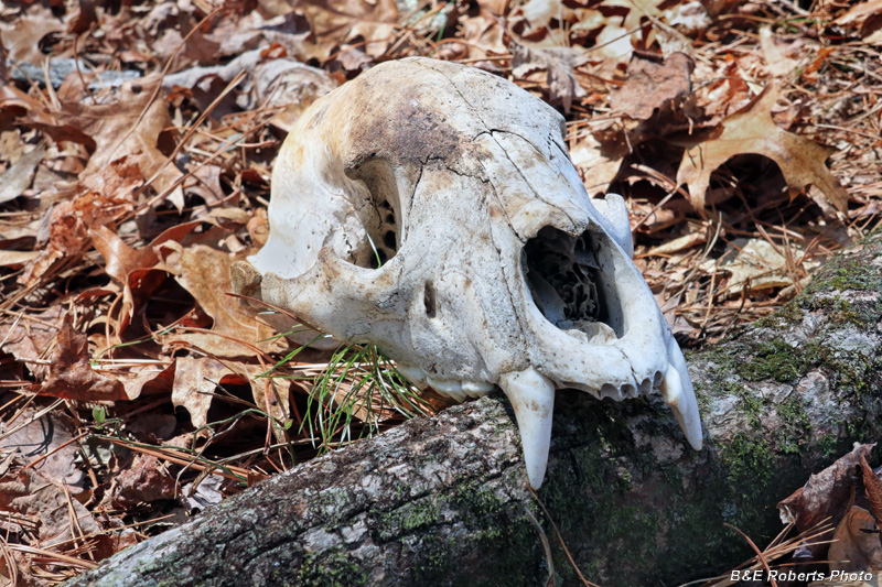 Bear_skull