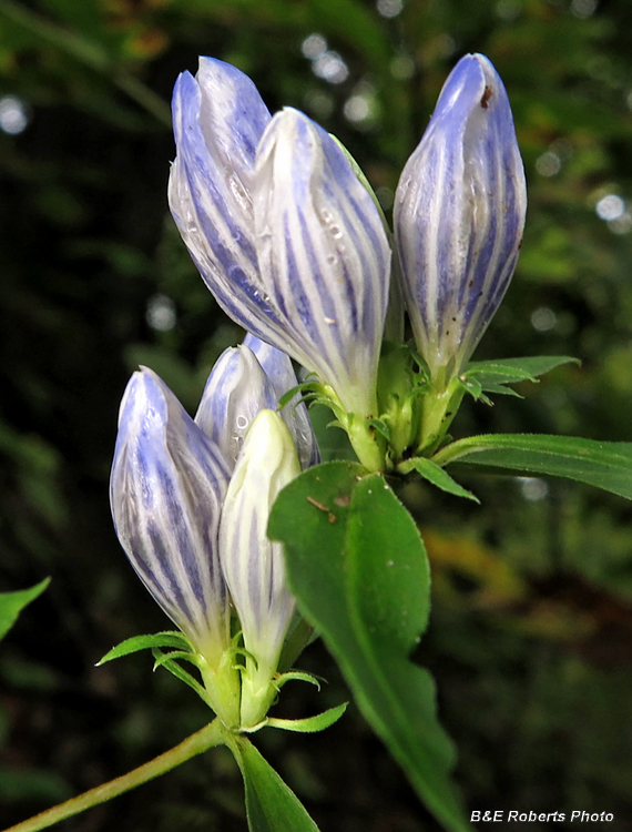 Gentians