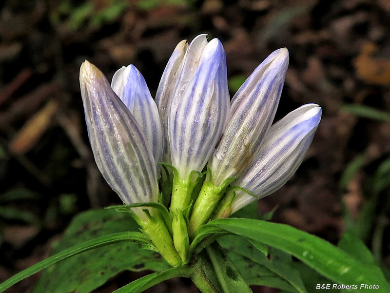 Soapwort_Gentian