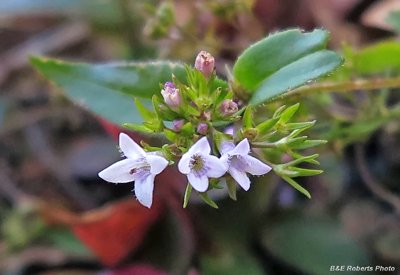 Houstonia