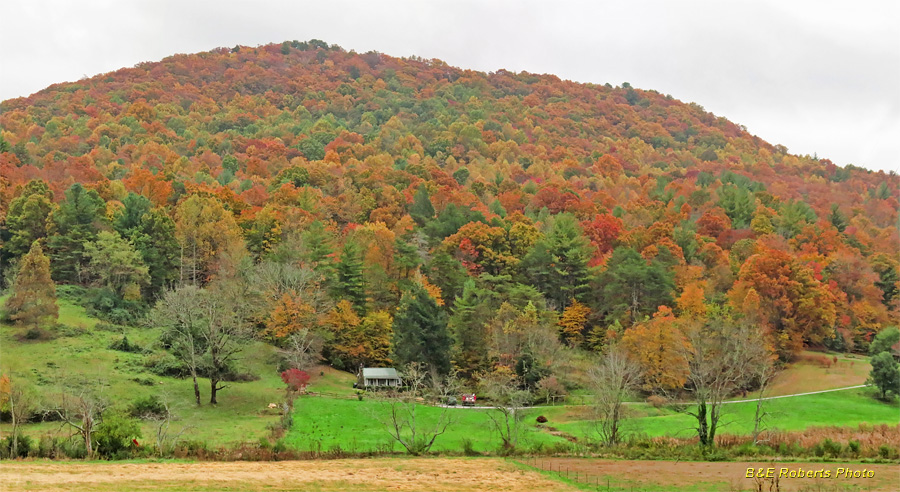 Clayton_foliage