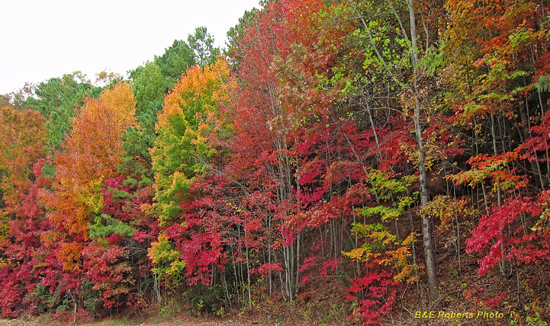 Foliage