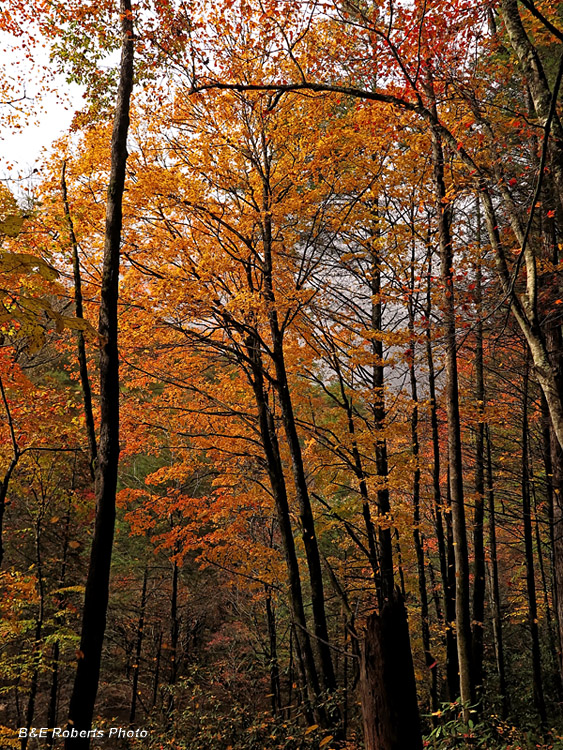 Golden_leaves