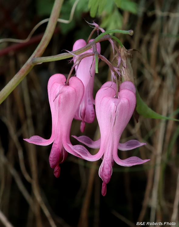 Bleeding_Hearts