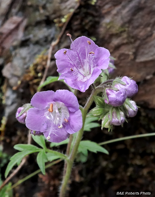 Phacelia_bipinnatifida